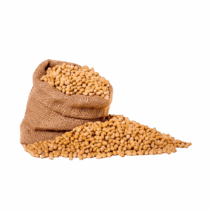 Soyabean
